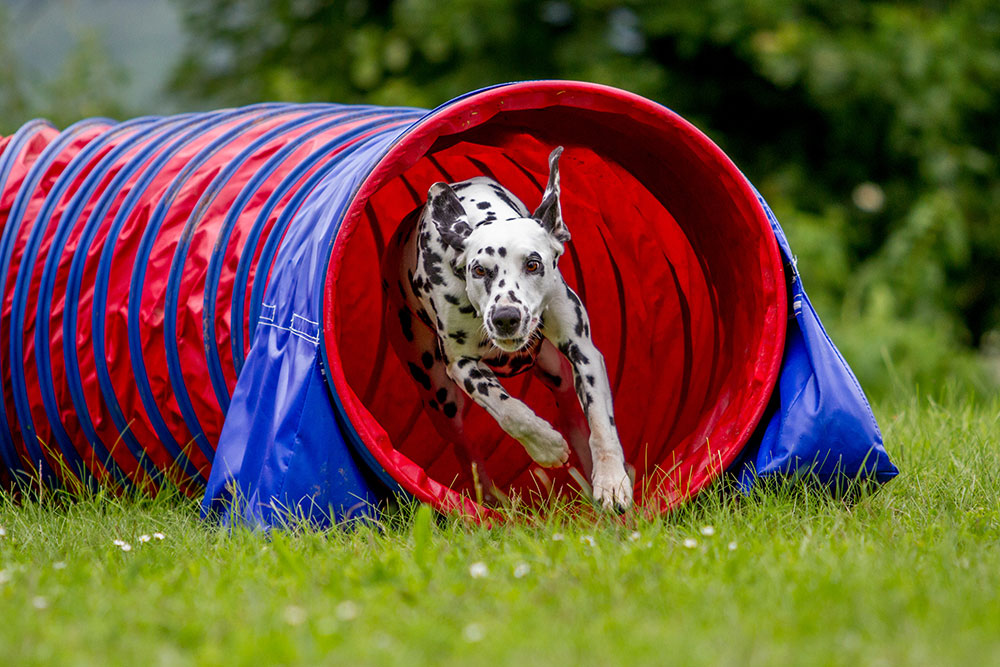 agility-kurs (1)